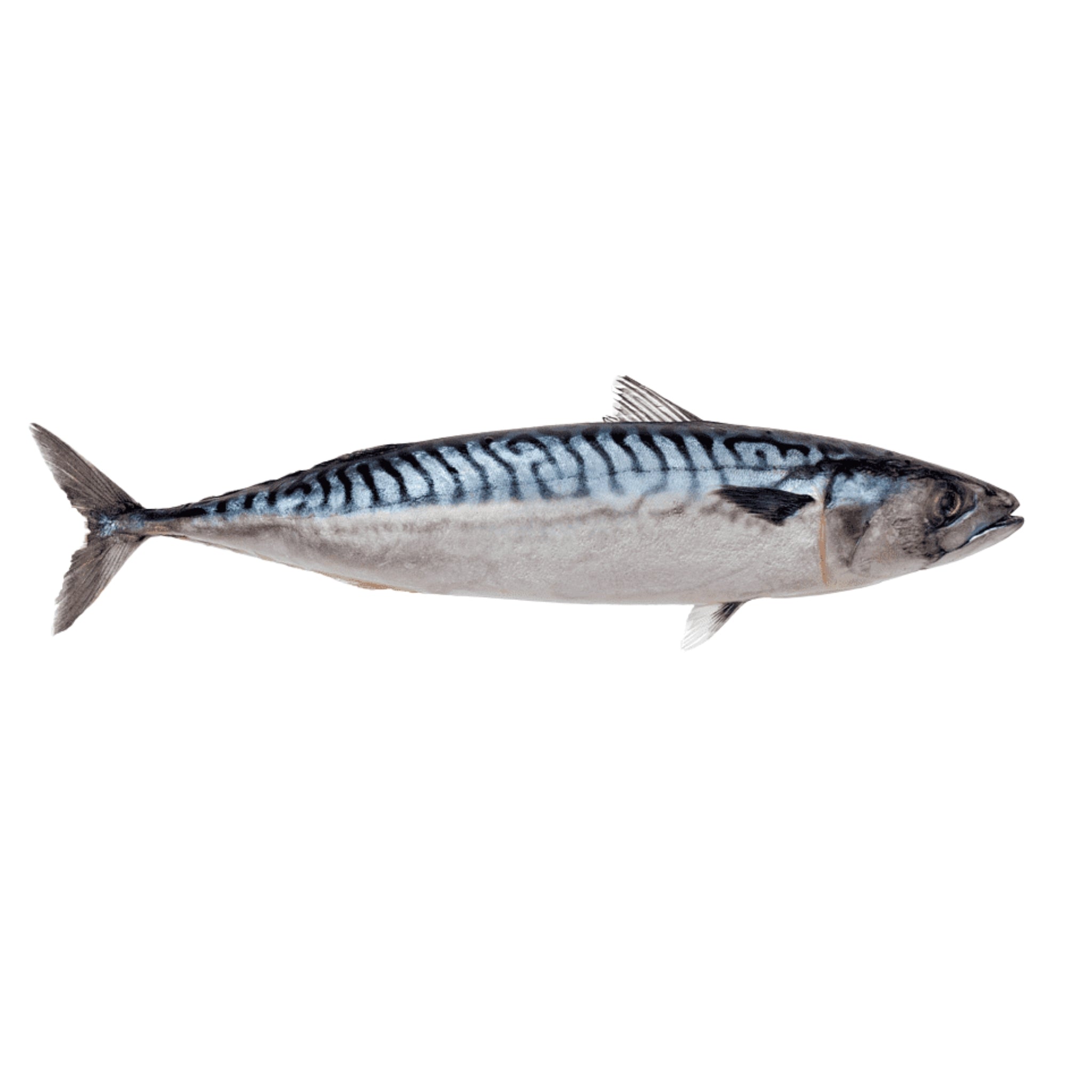 King Fish (whole)